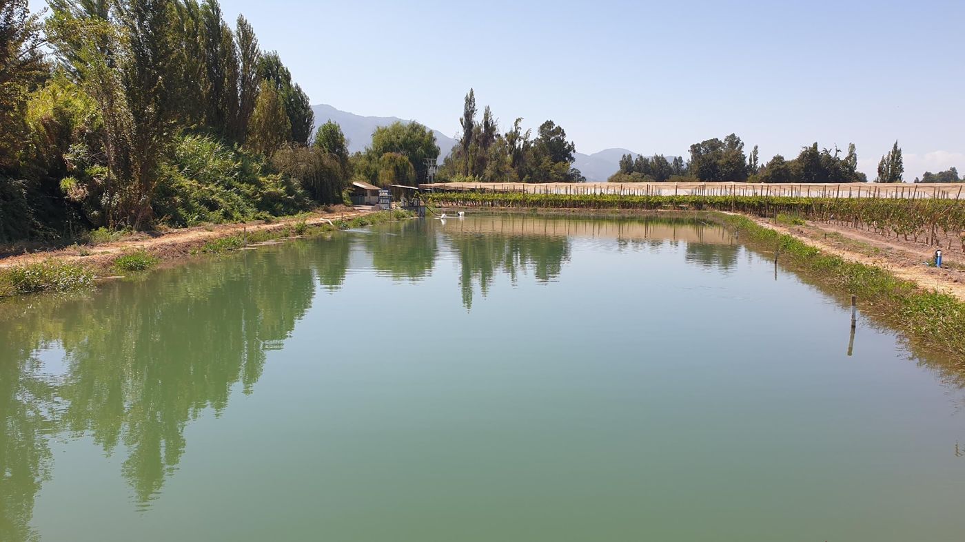 Tranque de riego junto a viñedo — aplicación de tecnología Kapicua en agua de riego